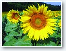 tournesol copie