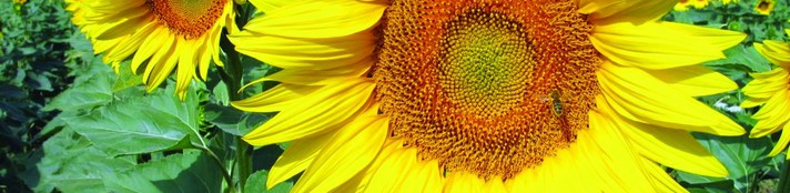 tournesol copie